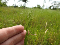 Limnodea arkansana