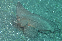 Ablabys macracanthus