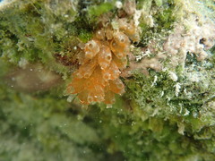 Ecteinascidia turbinata