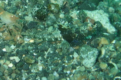 Tomiyamichthys nudus