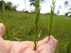 Limnodea arkansana