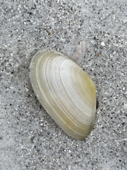 Eurytellina