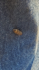 Melanophila consputa