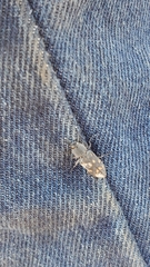 Melanophila consputa