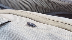 Melanophila consputa