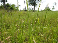 Limnodea arkansana