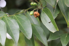 Clinoconidium sawadae