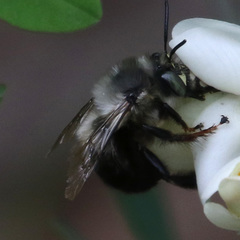 Anthophora ursina