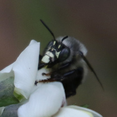 Anthophora ursina