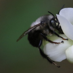 Anthophora ursina