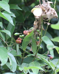 Clinoconidium sawadae