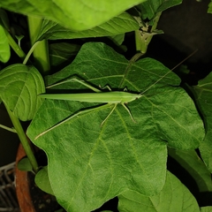 Phaneropterinae