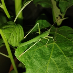 Phaneropterinae