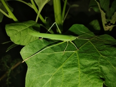 Phaneropterinae