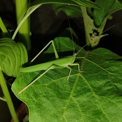 Phaneropterinae