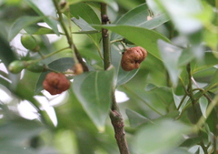 Clinoconidium sawadae