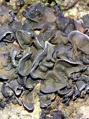 Lathagrium fuscovirens