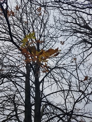 Aesculus hippocastanum