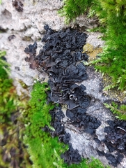 Lathagrium fuscovirens