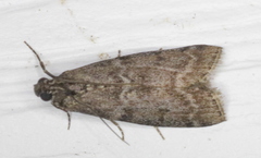 Pyla fusca