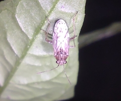 Nysius