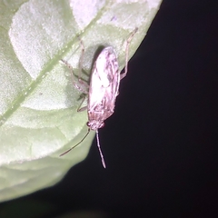 Nysius