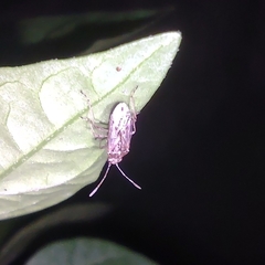 Nysius