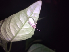 Nysius