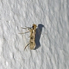 Tineidae