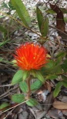 Gomphrena arborescens