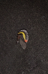 Membracis sanguineoplaga