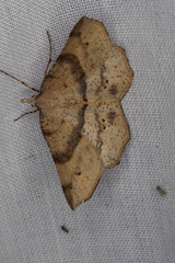 Rhinodia rostraria