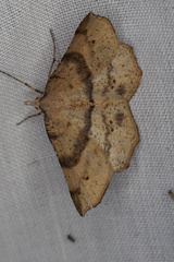 Rhinodia rostraria