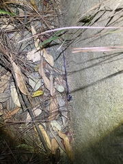 Pareas margaritophorus