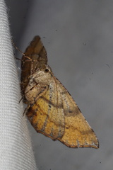 Rhinodia rostraria