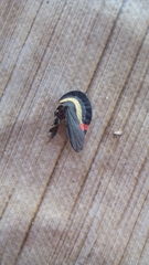 Membracis sanguineoplaga