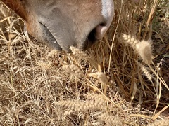 Cenchrus pedicellatus