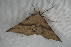 Rhinodia rostraria
