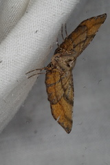 Rhinodia rostraria
