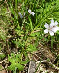 Geranium albiflorum