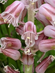 Lachenalia youngii