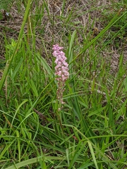 Lachenalia youngii