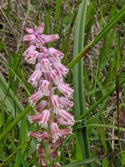 Lachenalia youngii