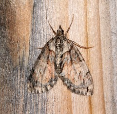 Hydriomena perfracta