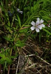 Geranium albiflorum
