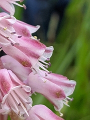 Lachenalia youngii