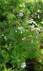 Geranium albiflorum