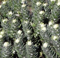 Leucospermum conocarpodendron conocarpodendron