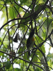 Capito maculicoronatus