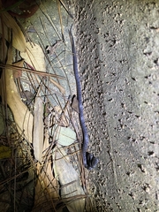 Pareas margaritophorus